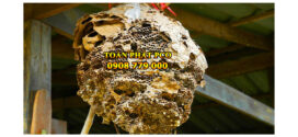 Dịch vu diệt ong, bắt ong tại TPHCM và 1 số tỉnh MN